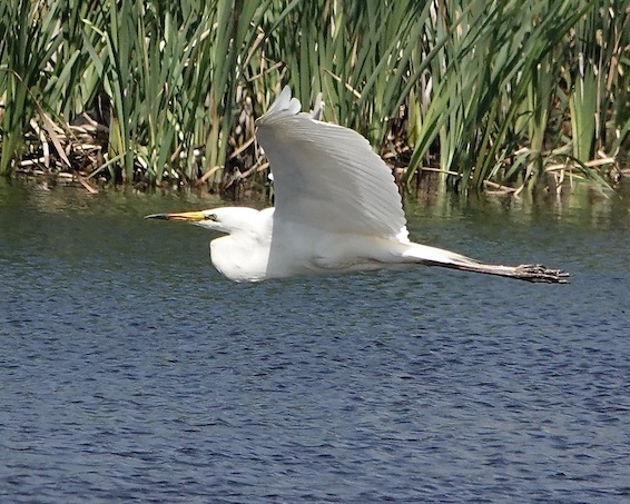 great white egret